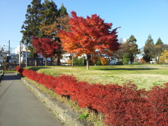 2016/11/14_土淵川吉野町緑地の紅葉