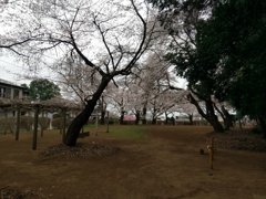 2019/03/29_氷川児童公園の桜