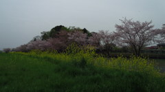 2016/04/10_見沼代用水の桜と菜の花