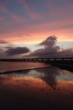 2015/06/28_水田の夕暮れ