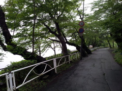 2016/07/17_高松公園 高松ノ池脇の木