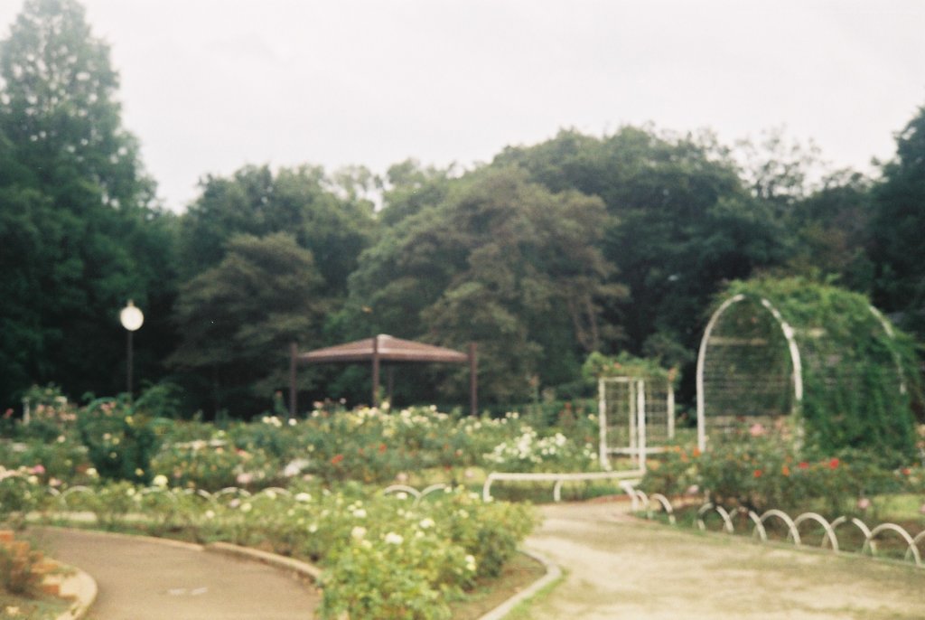 2017/08/05_伊奈バラ園（没カット）