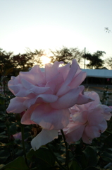 2015/10/18_伊奈バラ園の薔薇