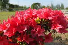 2015/04/29_伊奈バラ園のつつじ