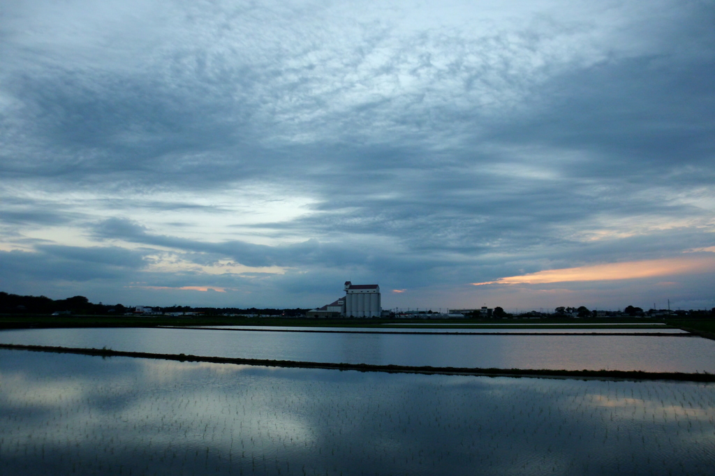 2015/06/21_水田の夕暮れ