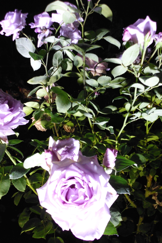 2015/05/17_夜の伊奈バラ園