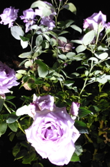 2015/05/17_夜の伊奈バラ園