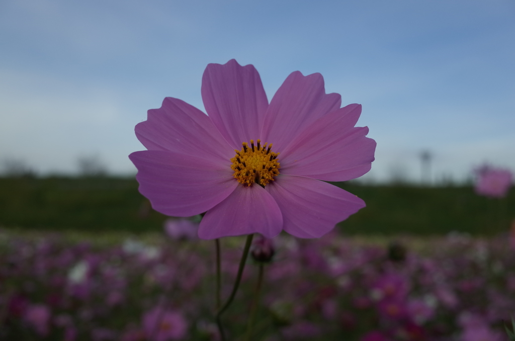 2015/11/01_吹上のコスモス畑