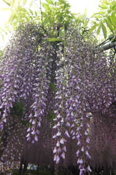 2015/05/03_玉敷公園の藤