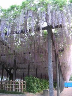 2016/05/07_玉敷公園の藤