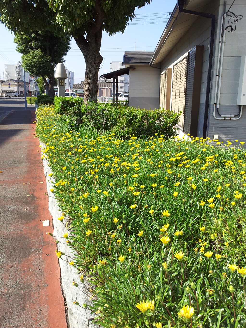 2017/10/26_丸亀港脇の路傍の花