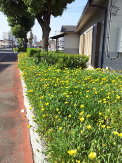 2017/10/26_丸亀港脇の路傍の花