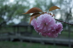2015/04/12_伊奈町制施行記念公園の八重桜