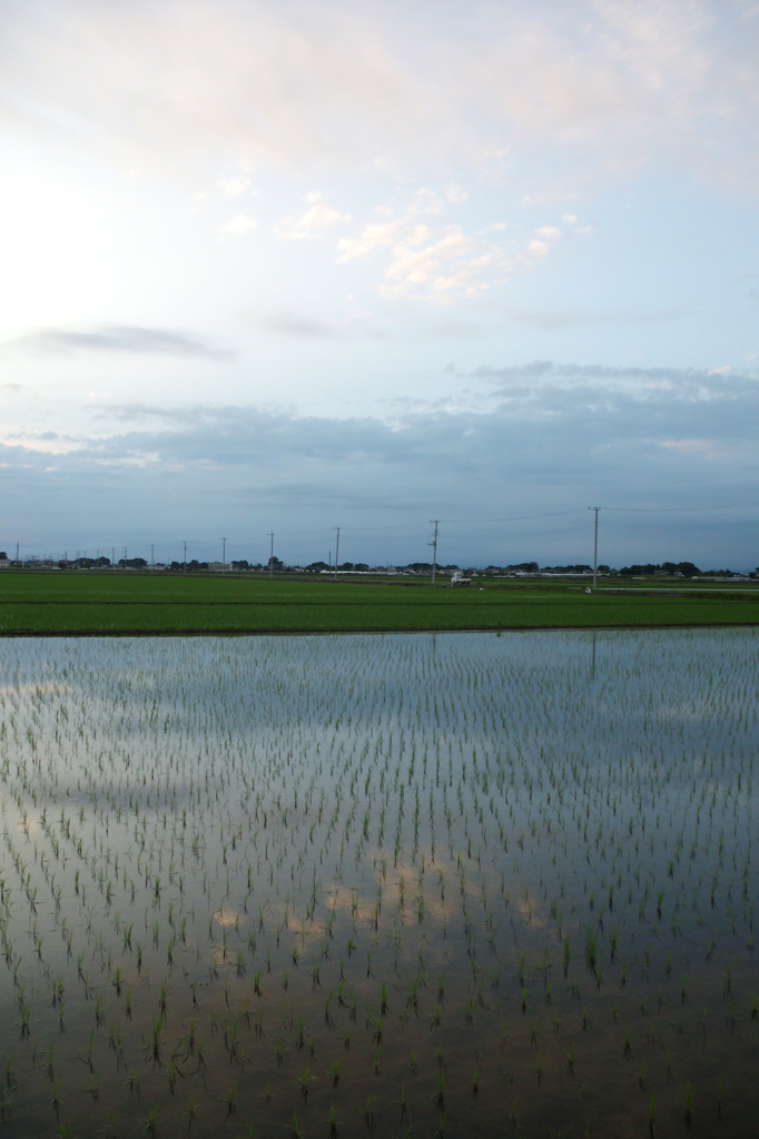 2015/06/21_水田の夕暮れ