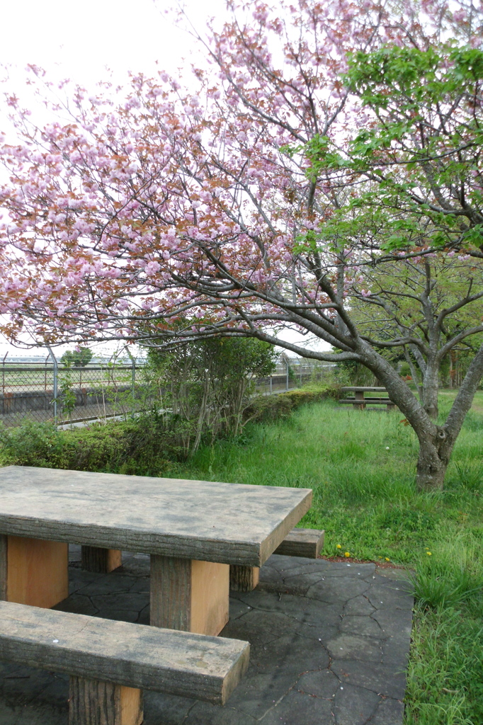 2016/04/16_見沼代用水の八重桜