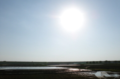 2015/04/26_利根川堤防と水田に陽光