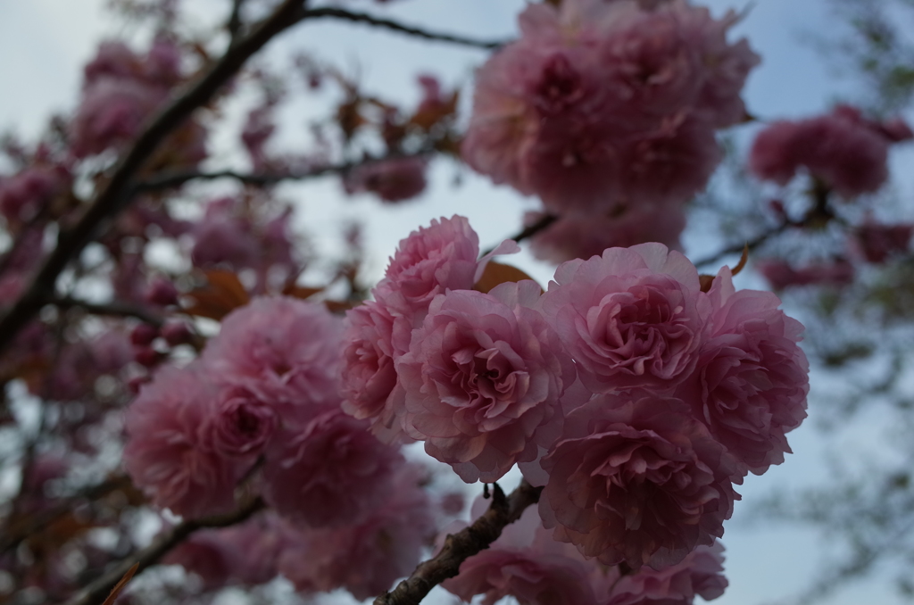 2016/04/16_見沼代用水の八重桜