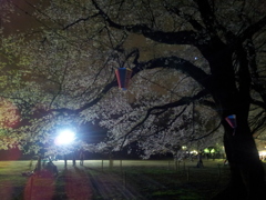 2016/04/02_小室無線山の夜桜