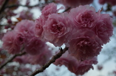 2016/04/16_見沼代用水の八重桜