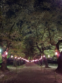 2016/04/10_小室無線山の夜桜