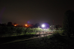 2014/11/08_夜の伊奈バラ園