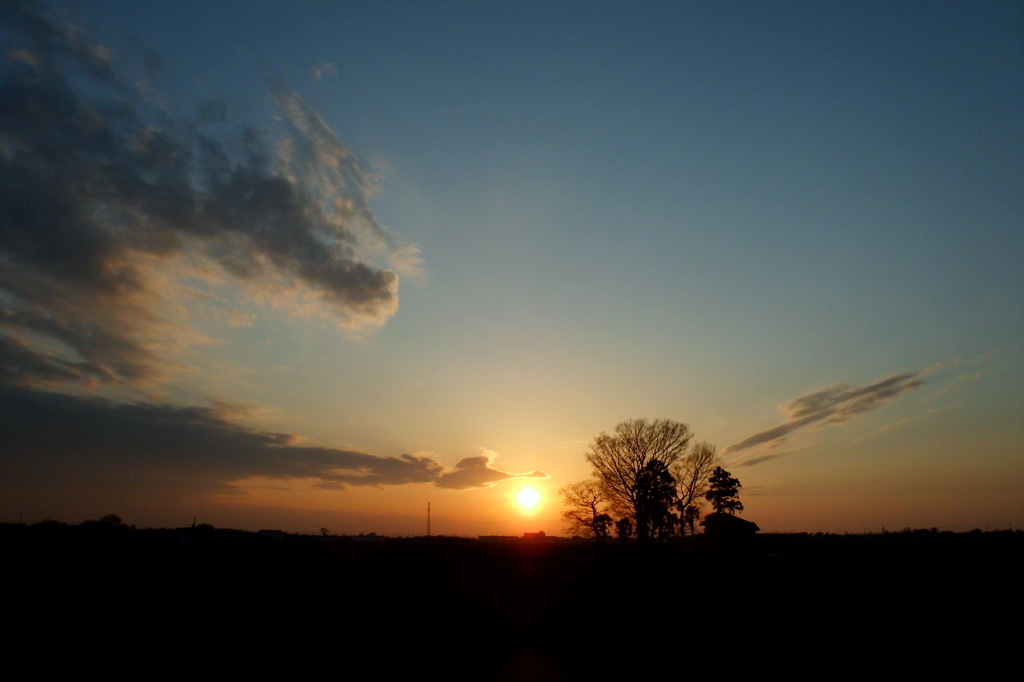 2014/02/23_夕暮れの木