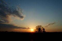 2014/02/23_夕暮れの木