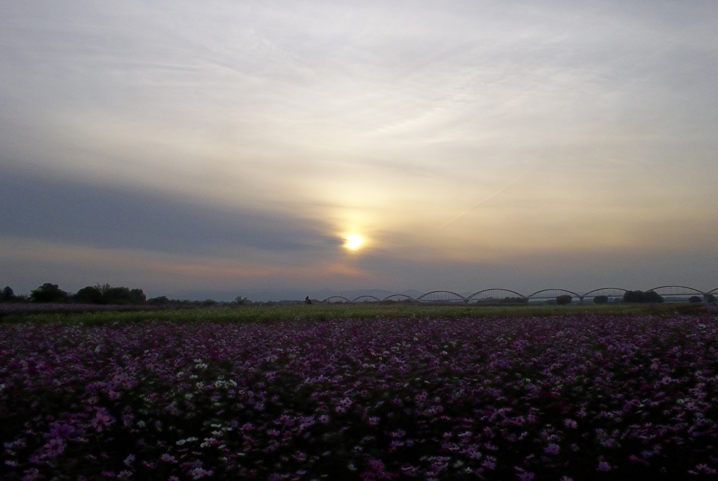 2015/11/01_夕暮れの吹上コスモス畑