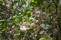 2015/04/26_権現堂堤の八重桜