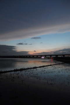 2015/06/28_水田の夕暮れ