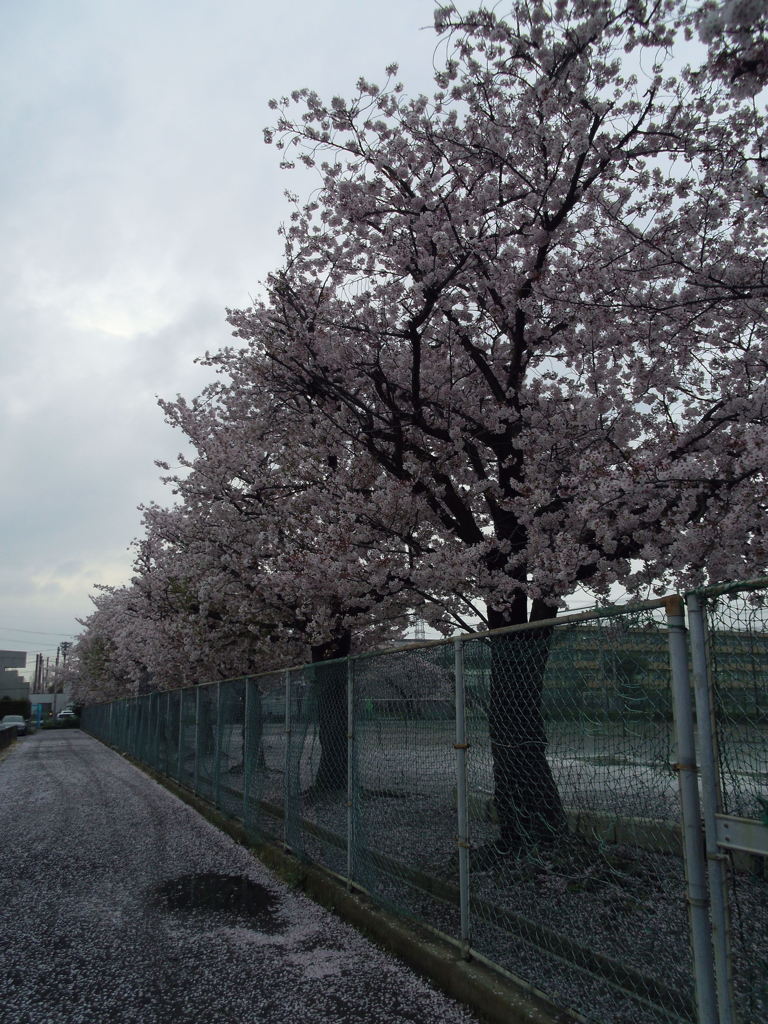 2017/04/09_曇天の桜