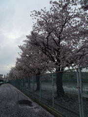 2017/04/09_曇天の桜