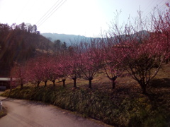 2019/03/21_花桃の郷