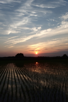 2015/05/24_水田に夕日
