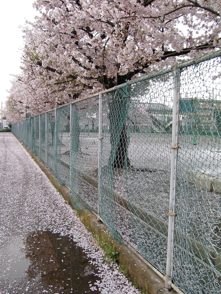 2017/04/09_曇天の桜と水溜まり