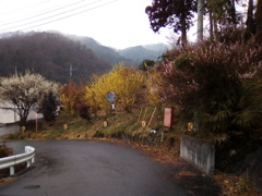 2019/03/03_外秩父山中の梅各種