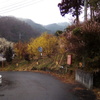 2019/03/03_外秩父山中の梅各種