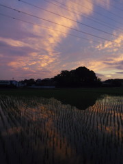 2017/06/25_水田の夕暮れ