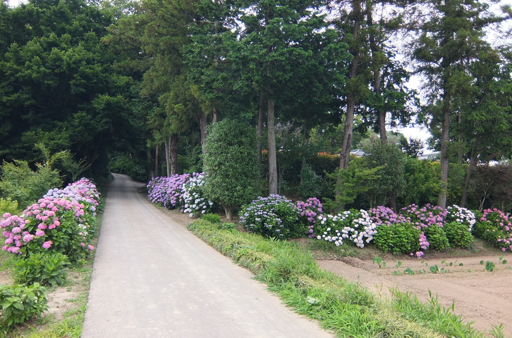 2014/06/21_あじさい