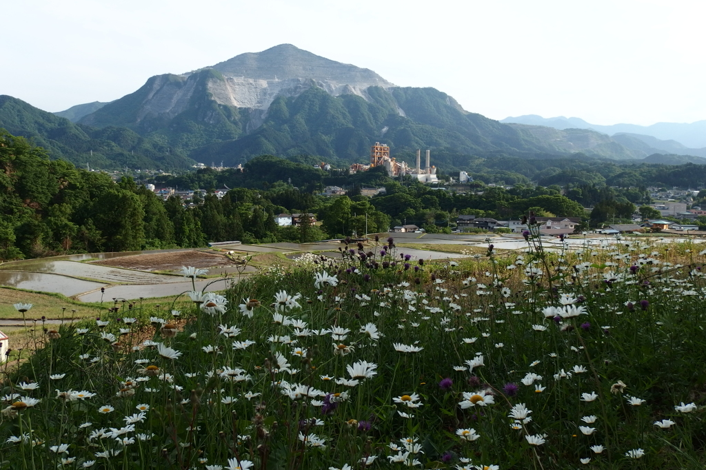 2015/05/23_寺坂棚田と武甲山