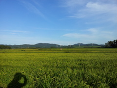 2018/09/13_田んぼの向こうに風車群