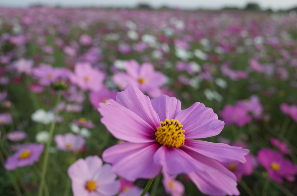 2015/11/01_吹上のコスモス畑