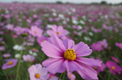 2015/11/01_吹上のコスモス畑