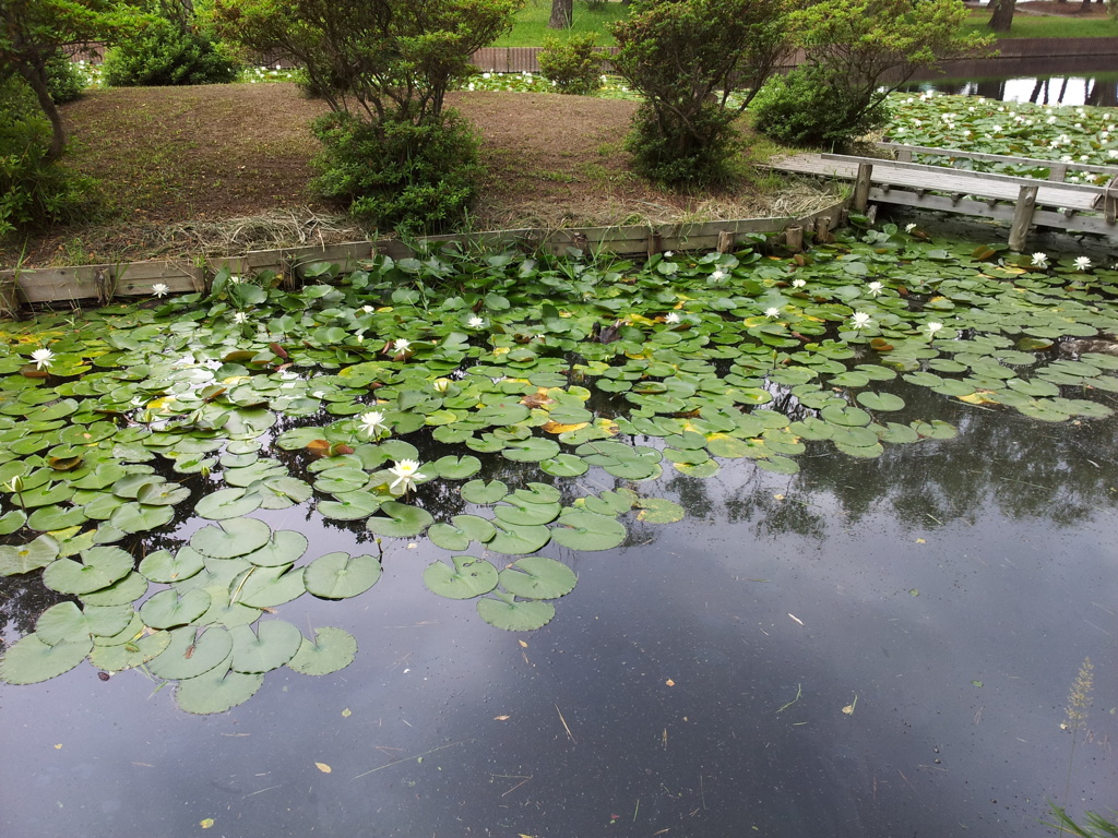 2018/07/16_合浦公園の蓮