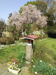 2018/04/01_花に囲まれたお地蔵さん