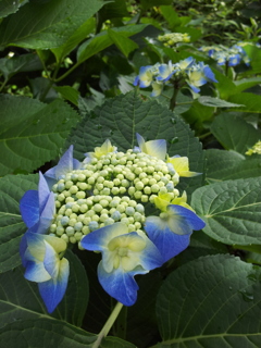 2018/06/16_天神山の紫陽花