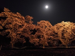 2018/03/31_外秩父の月夜桜