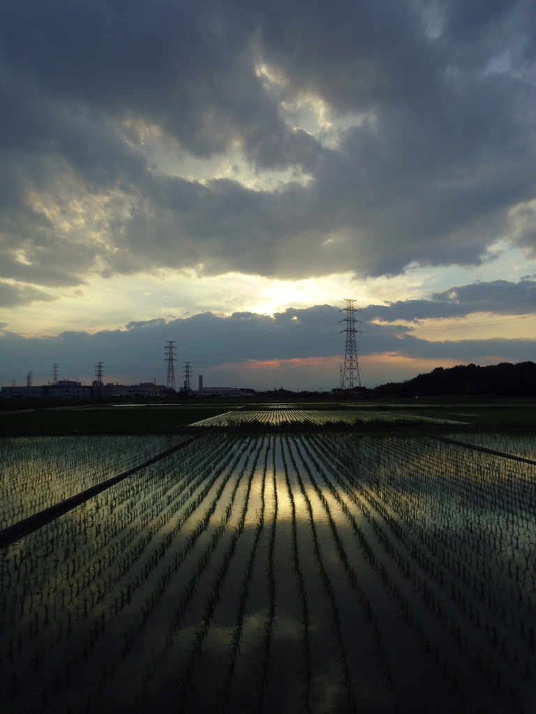 2017/06/10_水田の夕暮れ