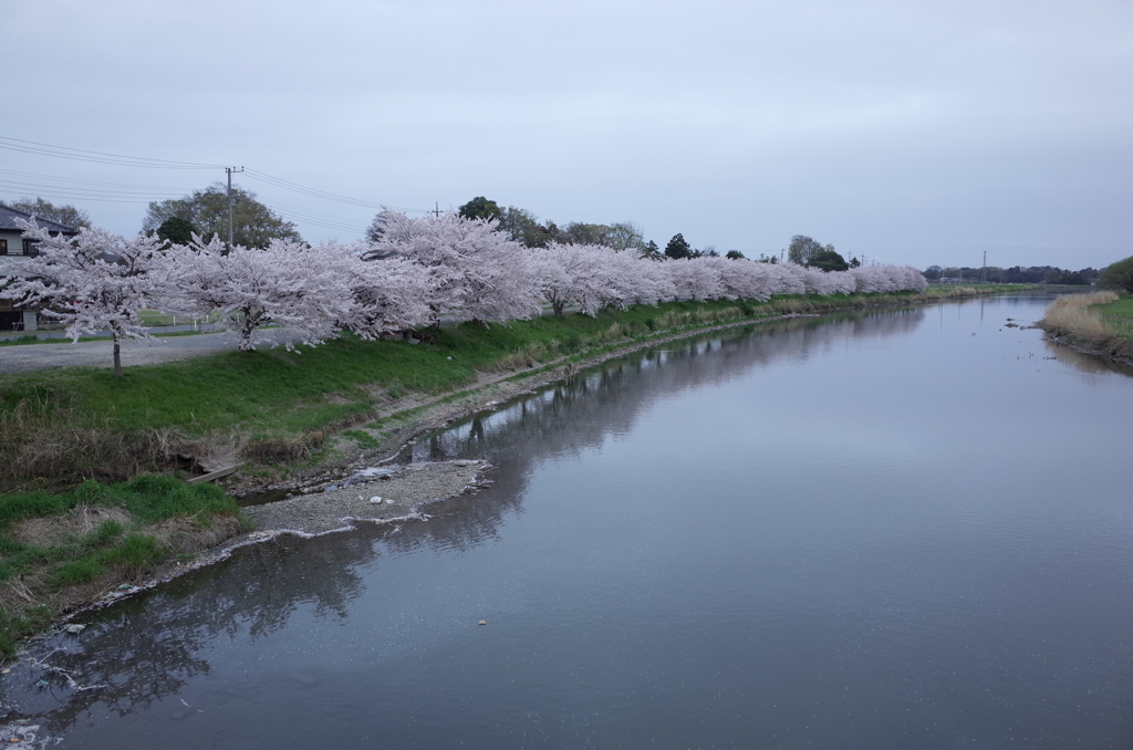 2015/04/04_元荒川の桜