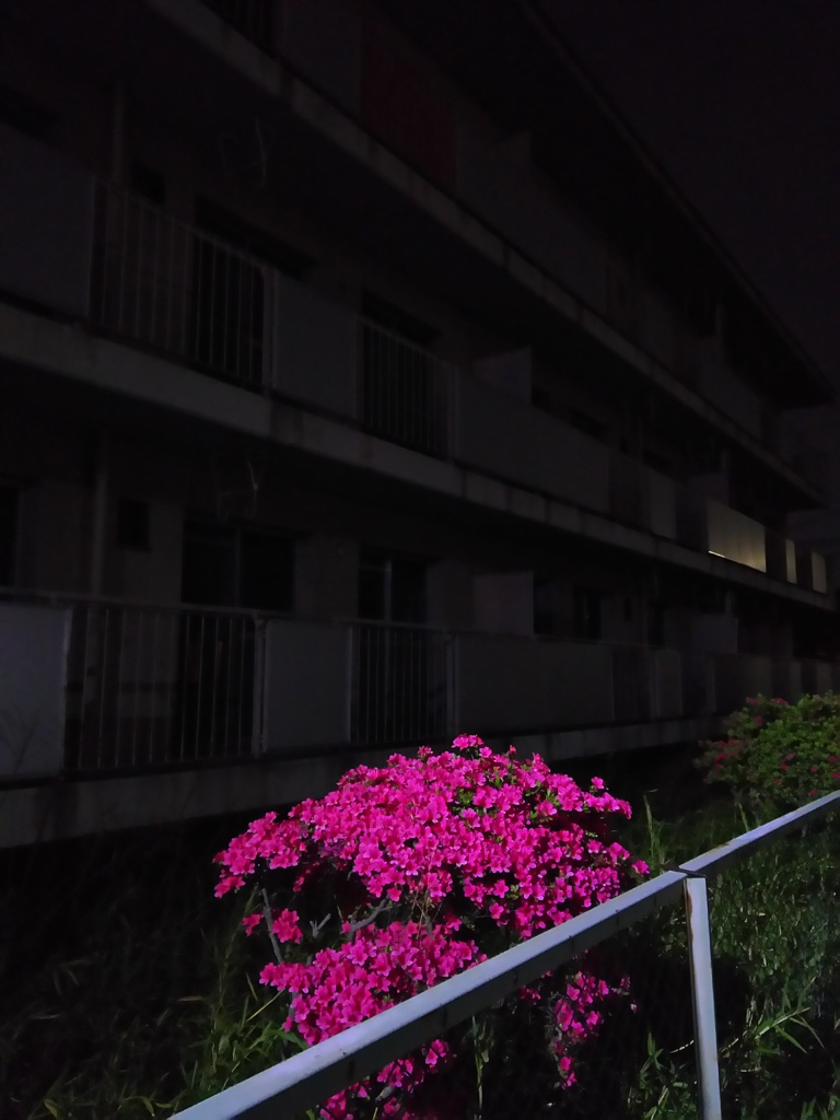 2017/05/03_誰もいない団地に咲くつつじ
